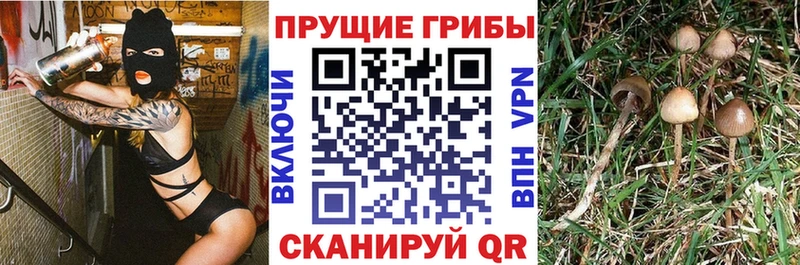 МЕГА рабочий сайт  где можно купить   Талдом  Галлюциногенные грибы Psilocybe 